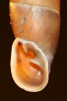 Clausiliidae da posatura Isonzo